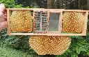 Käfig im Rähmchen.webp