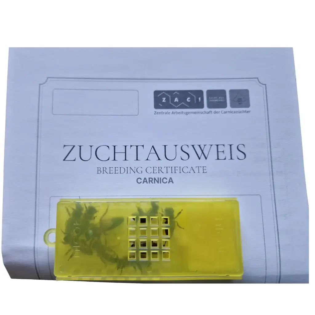 Reinzuchtkönigin